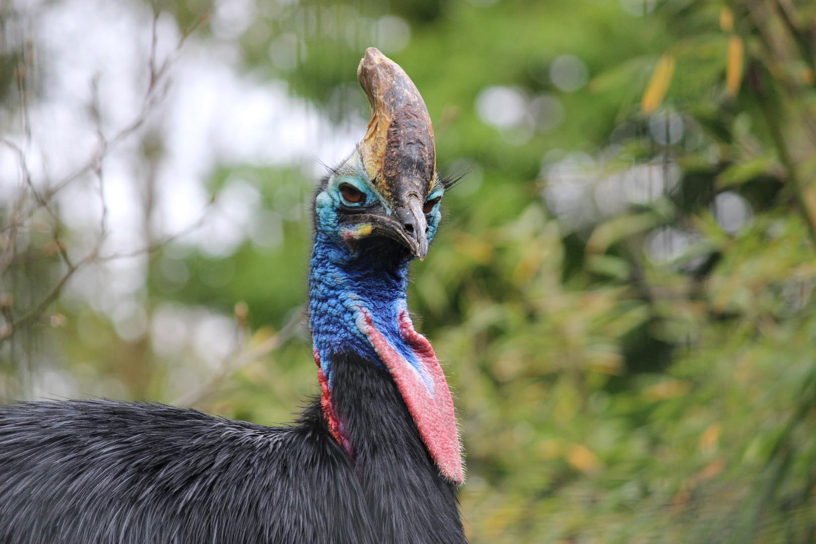 Southern cassowary looking at the camera (eye-contact) IMAGE: Hollie Watson (2021)